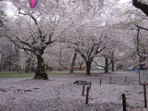公園にある桜のイメージ画像